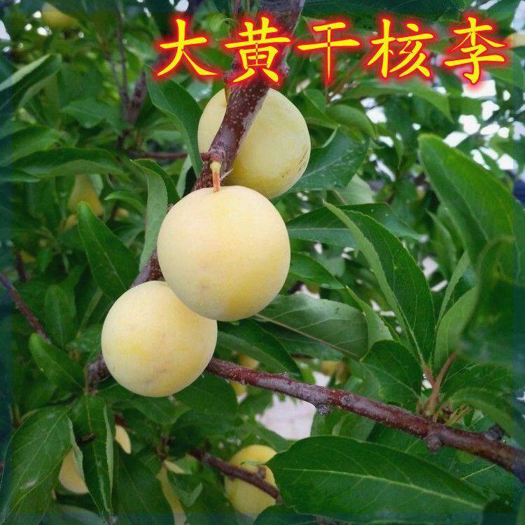 大黄干核李子苗早熟李树苗黄李子树苗南方北方种植当年结果