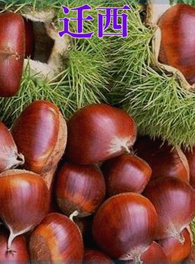 早熟燕山早丰板栗树苗嫁接河北迁西3113板栗苗耐寒建瓯锥栗栗子苗