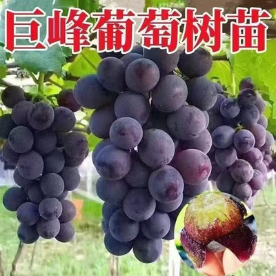 特大巨峰葡萄树苗南北方种植盆栽地栽葡萄树苖脆甜当年结果葡萄苗