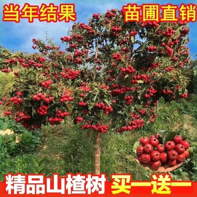 带花芽山楂树盆栽矮化无籽山楂特大果金星果树南北方种植山楂老桩