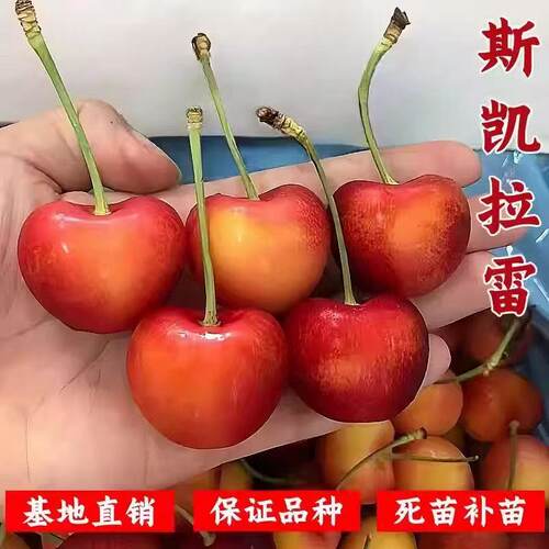 斯凯拉雷樱桃树苗嫁接盆栽地栽樱桃苖南北方种植当年结果大车厘子
