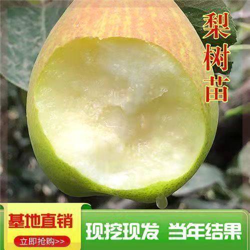 梨树苗嫁接秋月梨新品种耐寒特大南北方盆栽地栽当年结果梨子树苗,鲜花速递/花卉仿真/绿植园艺,果树,淘宝优惠券,粉丝福利购,淘宝优惠卷