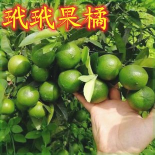 玳玳果橘正宗桔子苗嫁接果树苗新品种耐寒盆栽地栽南北方种植