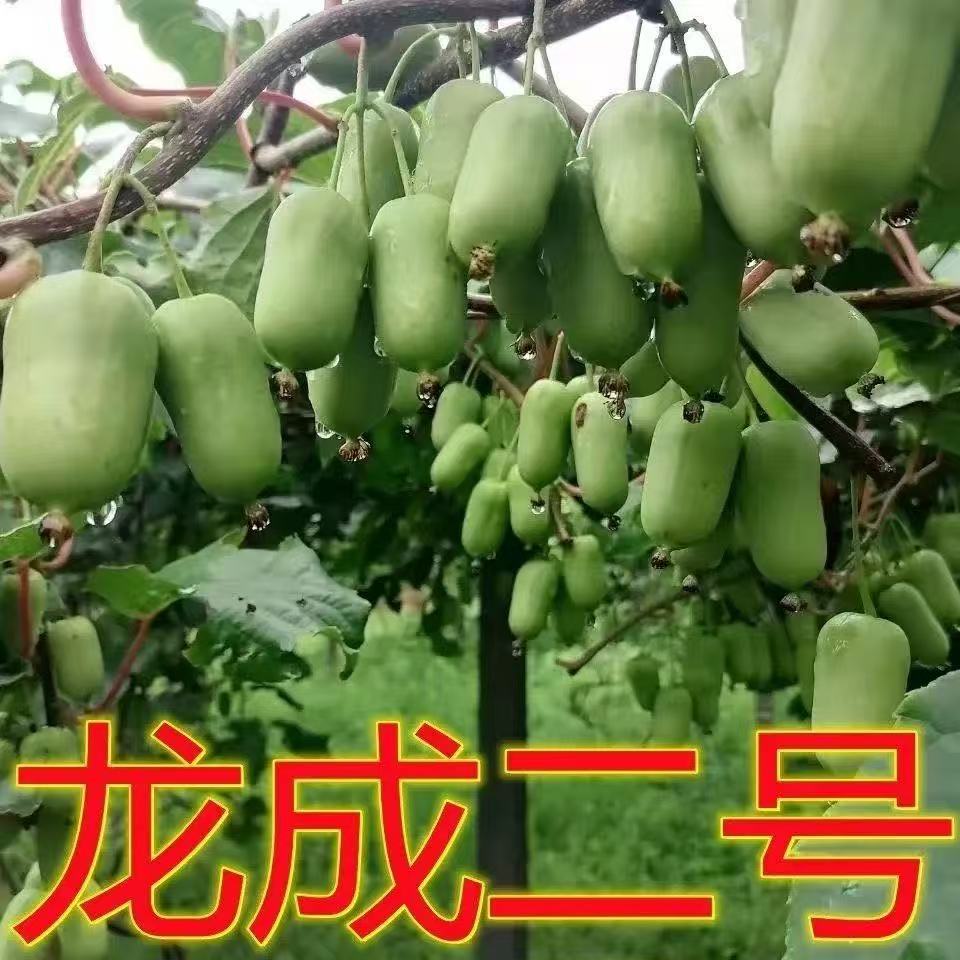 龙成二号猕猴桃树苗南北方种植盆栽地栽猕猴桃苖脆甜当年结果树苗