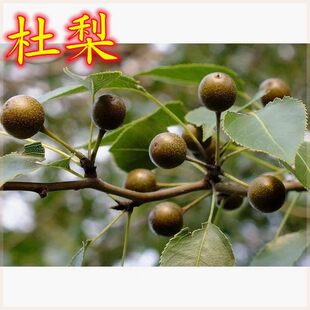 杜梨树苗 海棠梨树嫁接苗 灰梨苗南北方种植盆栽地栽当年结果树苗