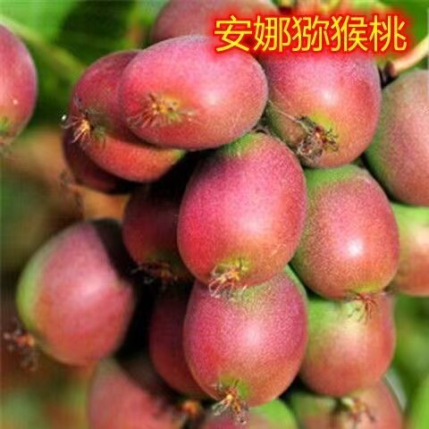 晚红猕猴桃树苗南北方种植盆栽地栽猕猴桃苖脆甜当年结果猕猴桃