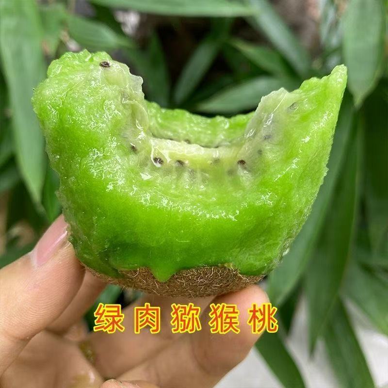 绿肉猕猴桃树苗南北方种植盆栽地栽猕猴桃苖脆甜当年结果猕猴桃