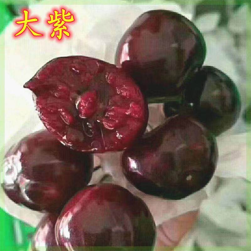 大紫樱桃苗嫁接大红袍樱桃树苗大红灯樱桃南北方种植当年结果树苗,鲜花速递/花卉仿真/绿植园艺,果树,淘宝优惠券,粉丝福利购,淘宝优惠卷
