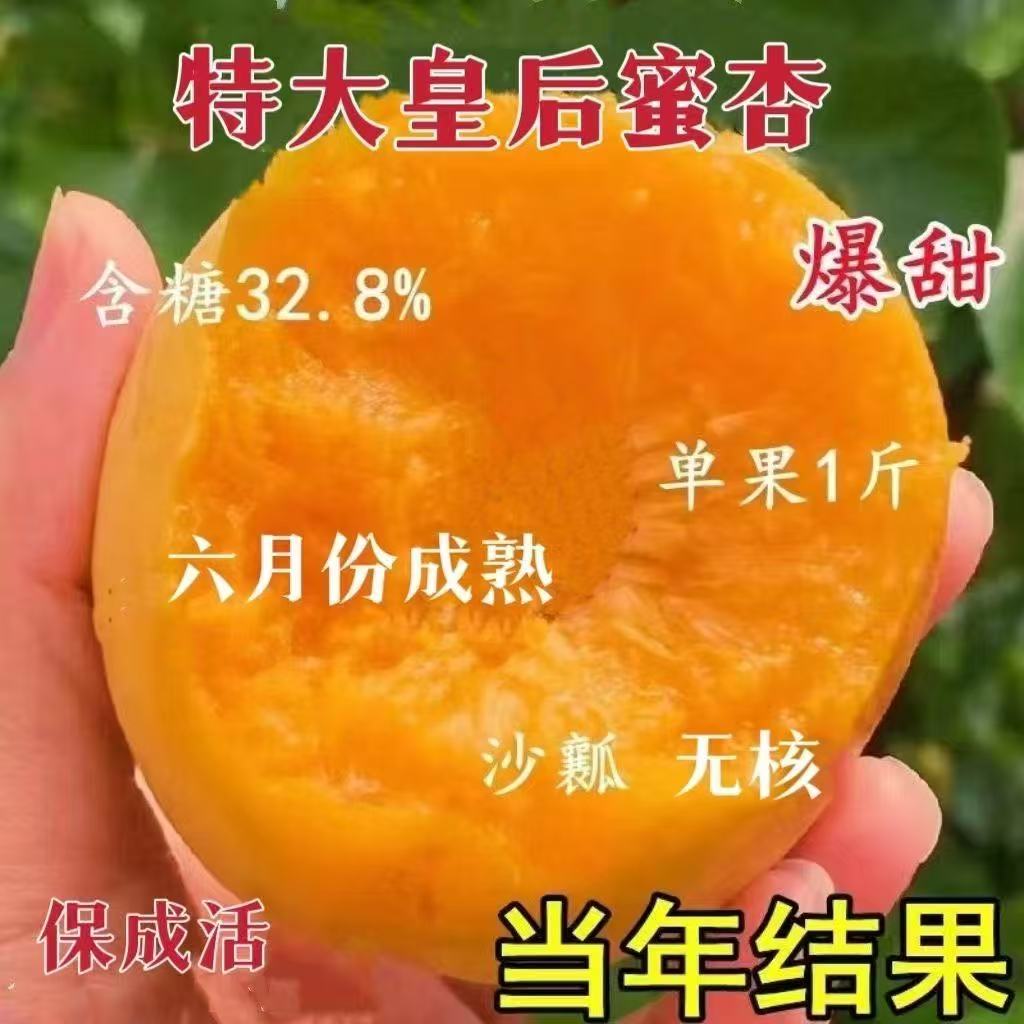 特大皇后蜜杏树嫁接苗南北方种植水果种子/种苗