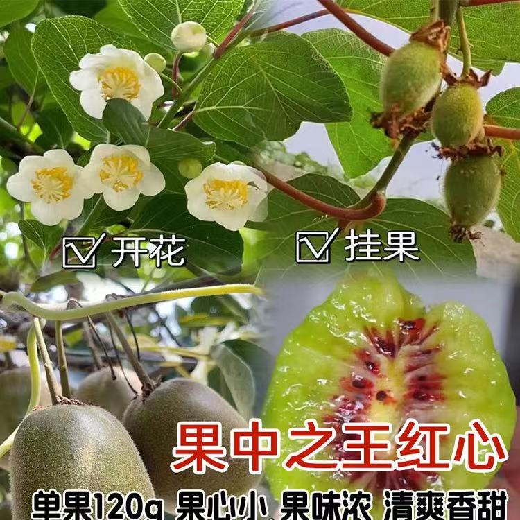 果中之王红心猕猴桃树苗南北方种植盆栽地栽猕猴桃苖脆甜当年结果