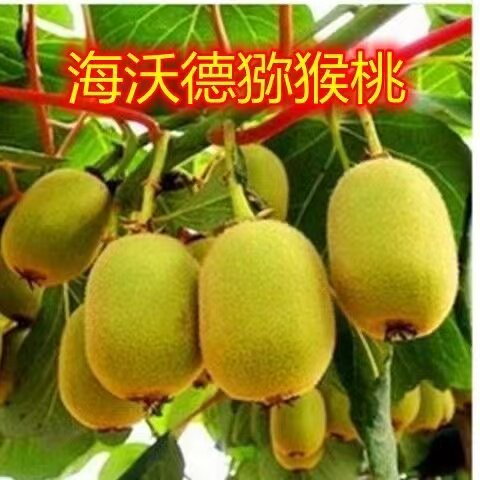海沃德猕猴桃树苗南北方种植盆栽地栽猕猴桃苖脆甜当年结果猕猴桃