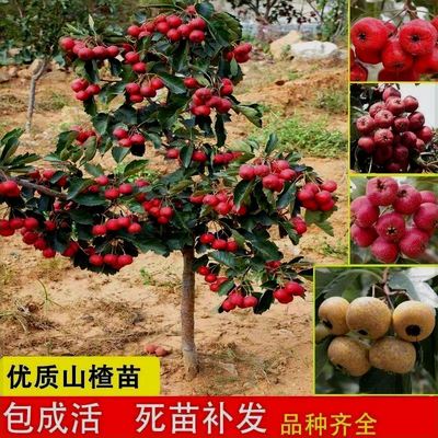 甜红子山楂树苗山楂苗果树苗大全南北方庭院别墅地栽盆栽耐寒大果