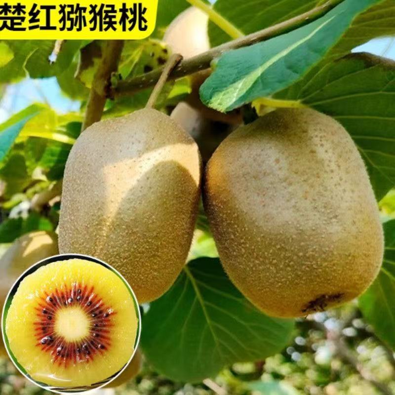 楚红猕猴桃树苗南北方种植盆栽地栽猕猴桃苖脆甜当年结果猕猴桃
