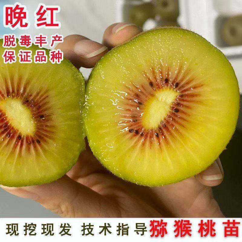 晚红猕猴桃树苗南北方种植盆栽地栽猕猴桃苖脆甜当年结果猕猴桃
