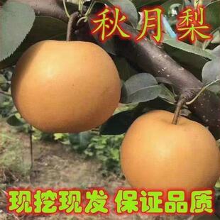 秋月梨苗嫁接梨树苗全国种植盆栽地栽当年结果薄皮多汁梨树果树苗