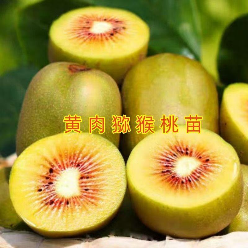 黄肉猕猴桃树苗南北方种植盆栽地栽猕猴桃苖脆甜当年结果猕猴桃