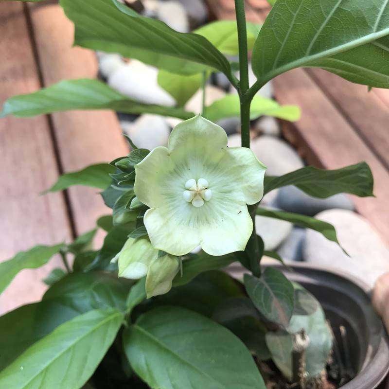 云南糯米香藤本灌木花卉植物盆栽花香浓郁可攀爬全株可用药