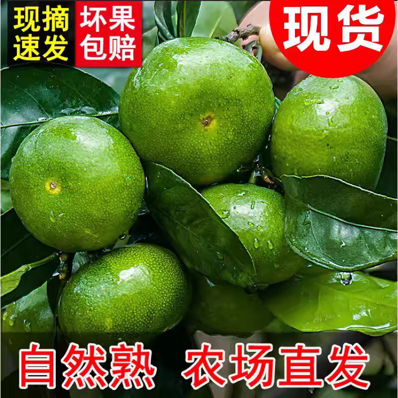 青皮橘新鲜应季水果孕妇解馋酸甜汁多橘子酸青皮蜜橘橘子桔子