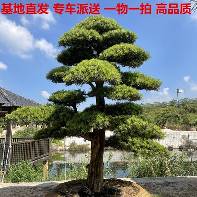 大型迎客松真罗汉松大树黑松庭院名贵树盆景造型树别墅罗汉松矮桩