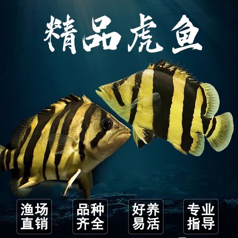 印尼三纹虎鱼泰国泰北虎淡水苏虎杂纹四纹虎观赏鱼练手虎鱼虎鱼苗