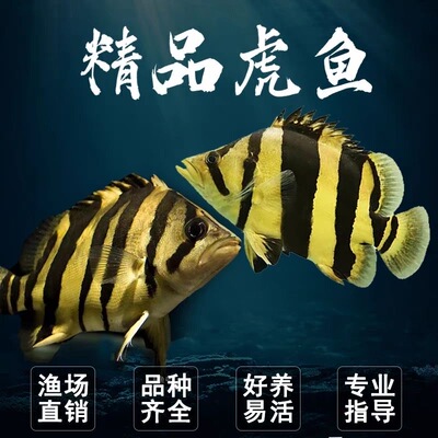 印尼三纹虎鱼泰国泰北虎淡水苏虎杂纹四纹虎观赏鱼练手虎鱼虎鱼苗
