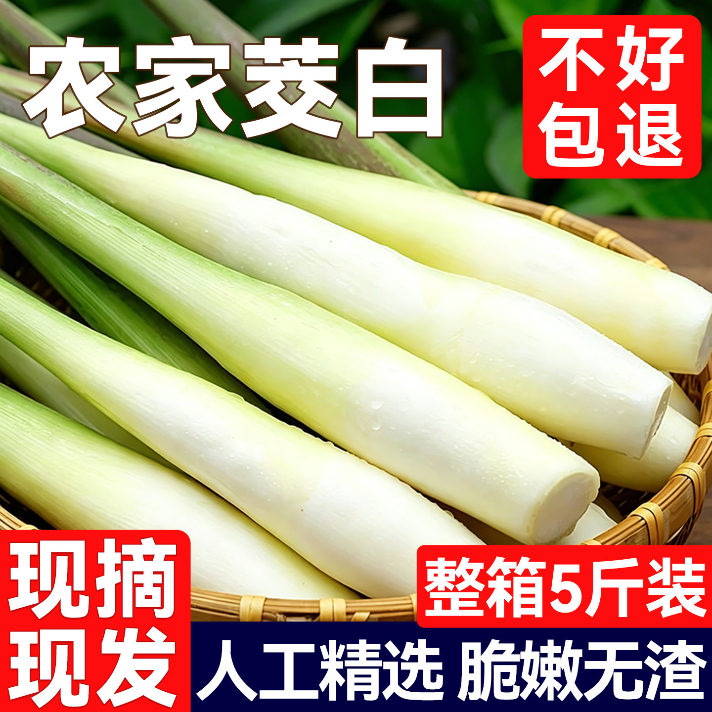 新鲜茭白时令蔬菜蘸水菜当季现摘高山笋水笋茭瓜农家新鲜蔬菜批发