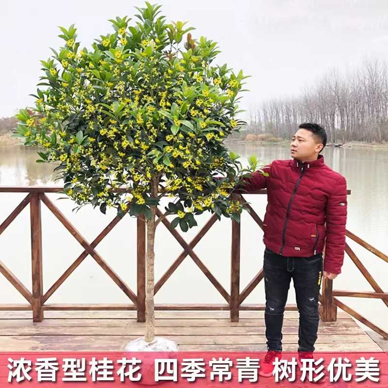 桂花树苗庭院地栽金丹原生