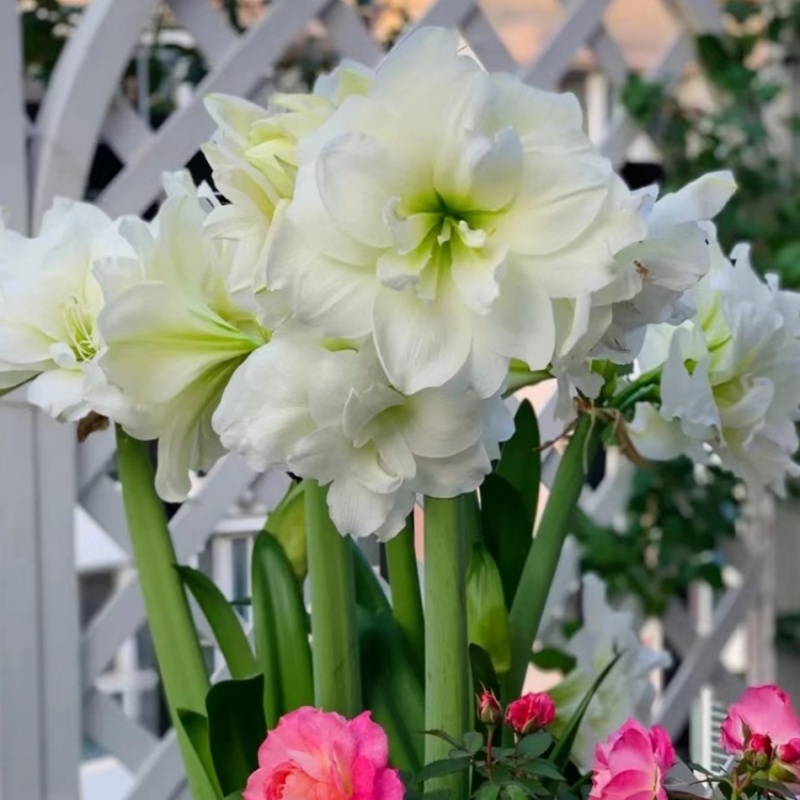 阿弗雷朱顶红荷兰进口重瓣