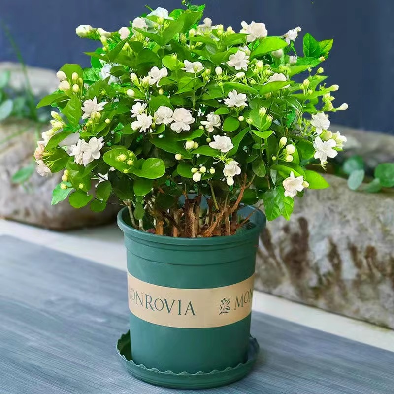 茉莉花苗盆栽水培带花苞九里香