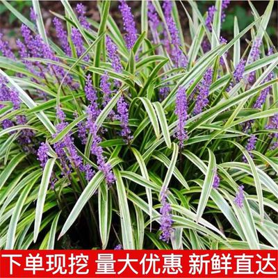 金边麦冬玉龙草阔叶苗庭院