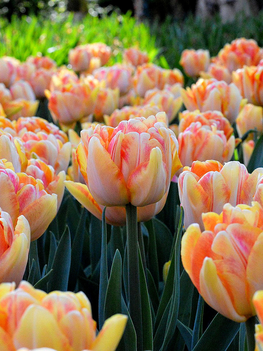 10颗特殊类郁金香重瓣鹦鹉流