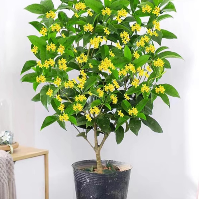 四季桂花树苗盆地栽矮株金桂