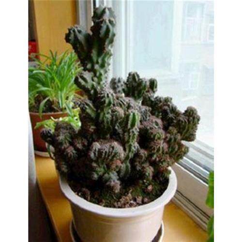 仙人山虎头罗汉山影拳类沙生多肉植物虎头山影盆栽花