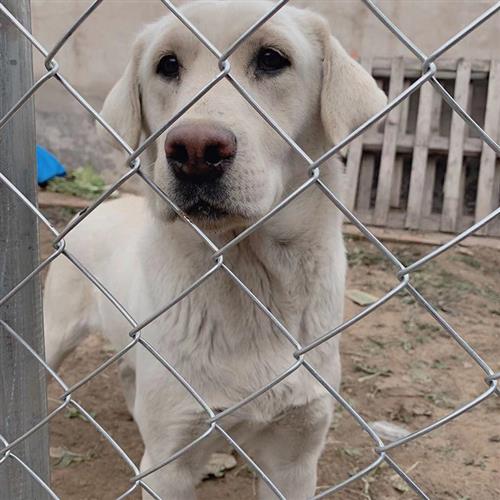 镀锌防锈铁丝网围栏钢丝网养殖网养鸡网格防护网护栏勾花网隔离网