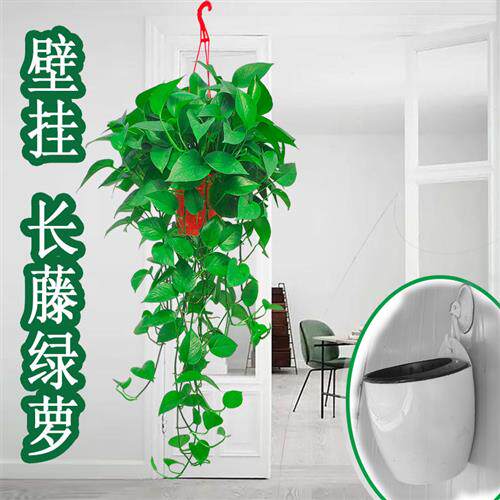 绿萝长藤室内盆栽吸除甲醛克星垂吊新房家用绿箩大叶吊兰植物桌面