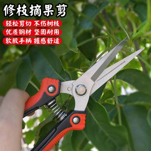 不锈钢园艺工具修枝剪专用树枝摘果剪刀水果采摘神器橘子火龙果剪