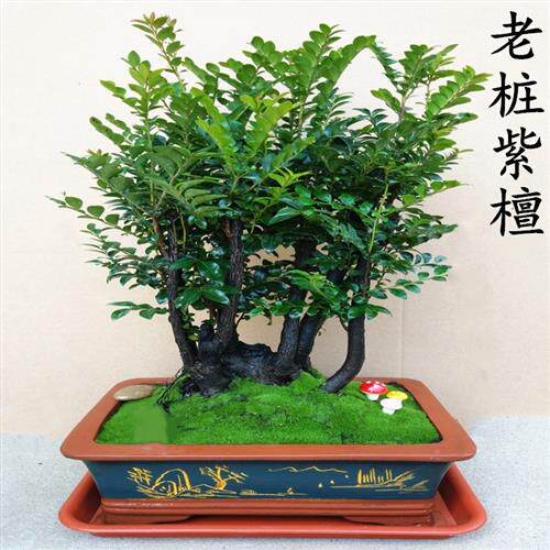 名贵小叶紫檀盆景树桩客厅室内老桩植物花卉四季常青带盆栽好包邮
