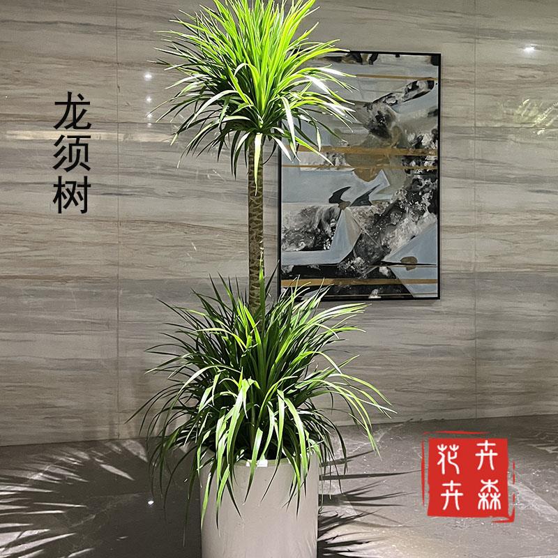 成都大型老桩多头龙血树盆景办公室客厅四季常青绿植盆栽送货上门