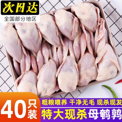 特大母鹌鹑农家散养鹌鹑新鲜冷冻