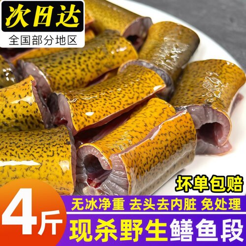 黄鳝段新鲜鳝鱼段鲜活黄鳝鱼包邮