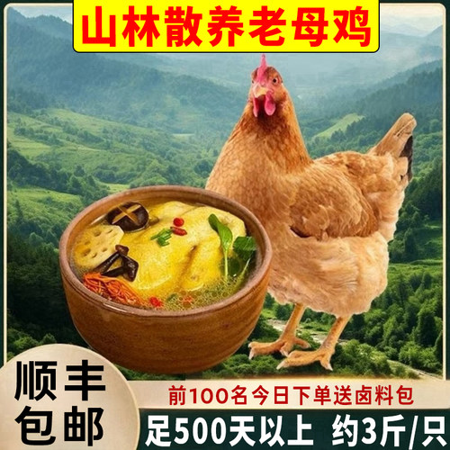 老母鸡新鲜现杀农家散养走地鸡正宗黄油老母鸡鲜活冷冻土鸡月子鸡