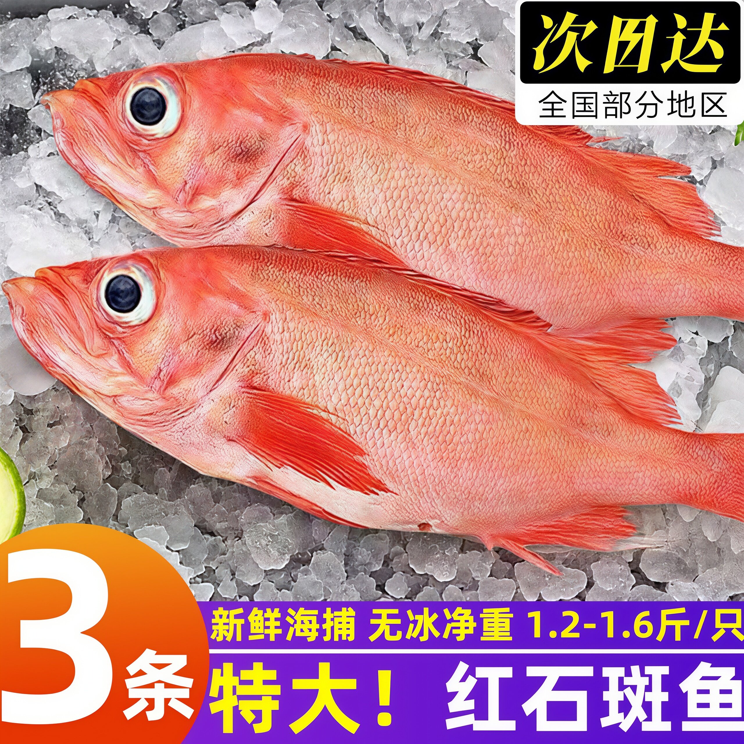 深海红石斑鱼鲜冻超大条开背