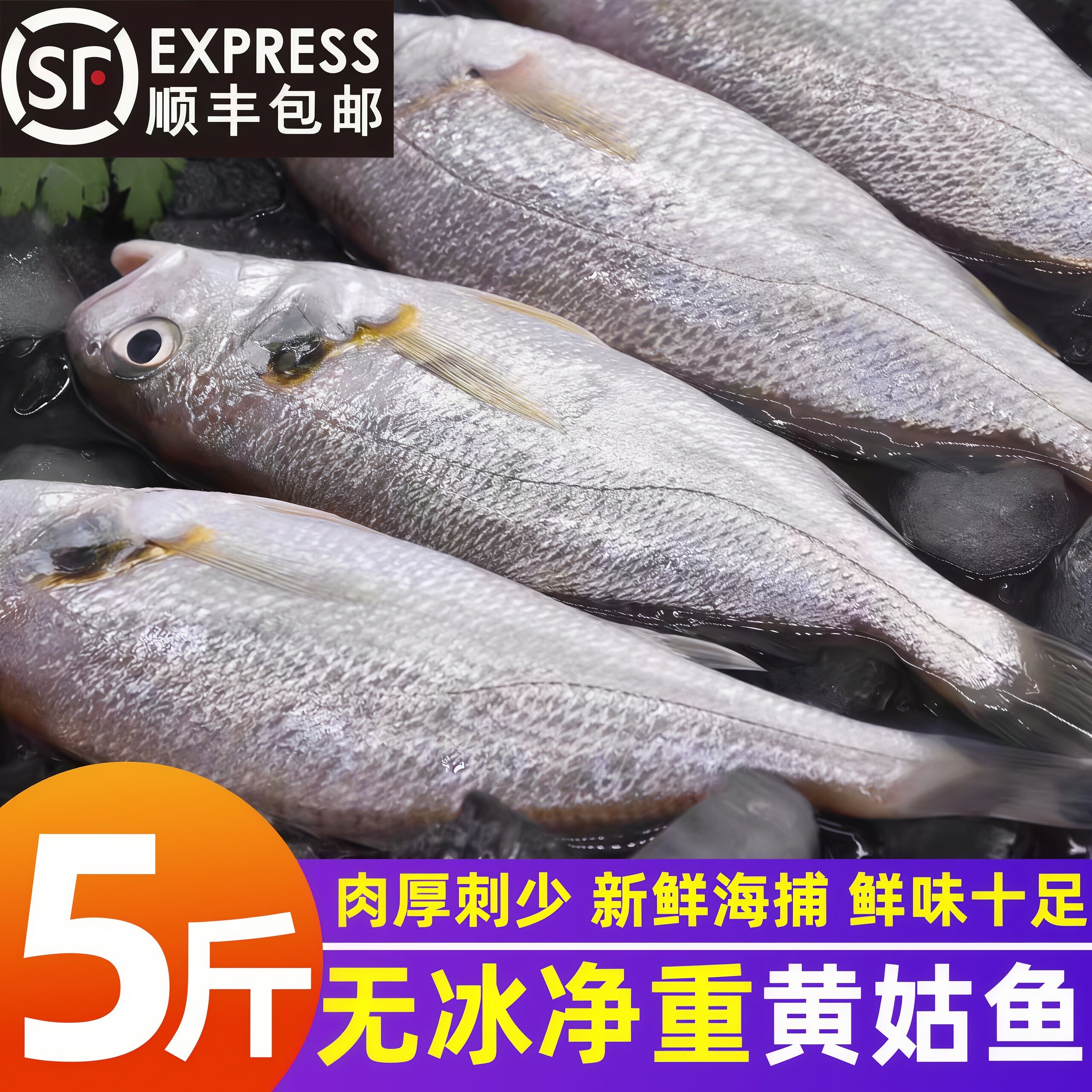黄姑鱼新鲜冷冻小黄姑鱼鲜活冰鲜
