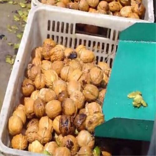 厂家供应家用小型青核桃去皮机核桃剥壳机 青核桃清洗去皮剥壳机