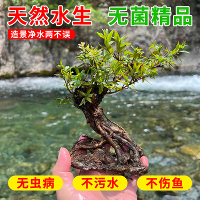 水培水杨梅鱼缸造景装饰好养易活植物溪流缸乌龟缸造景树老桩绿植