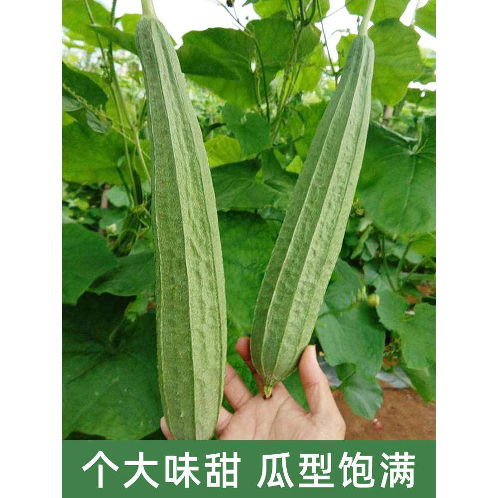 广东大花点肉丝瓜种子籽高