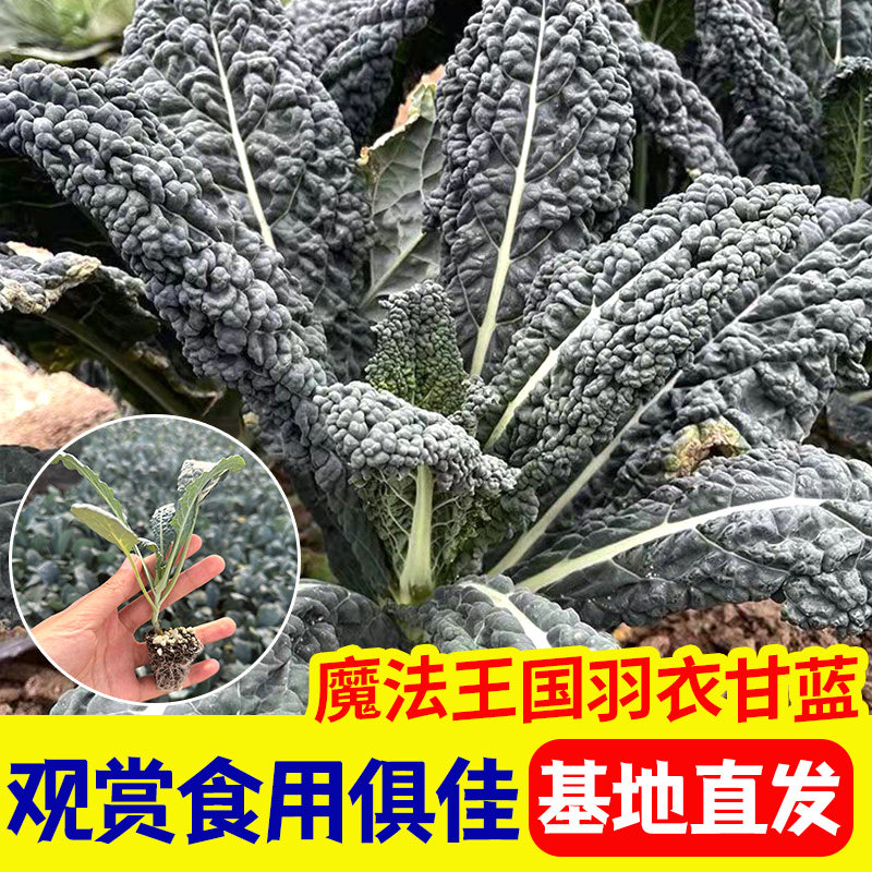 魔法王国羽衣甘蓝苗观赏耐