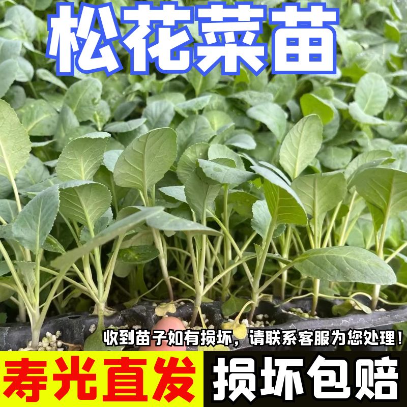 有机花菜苗松花菜苗四季盆栽