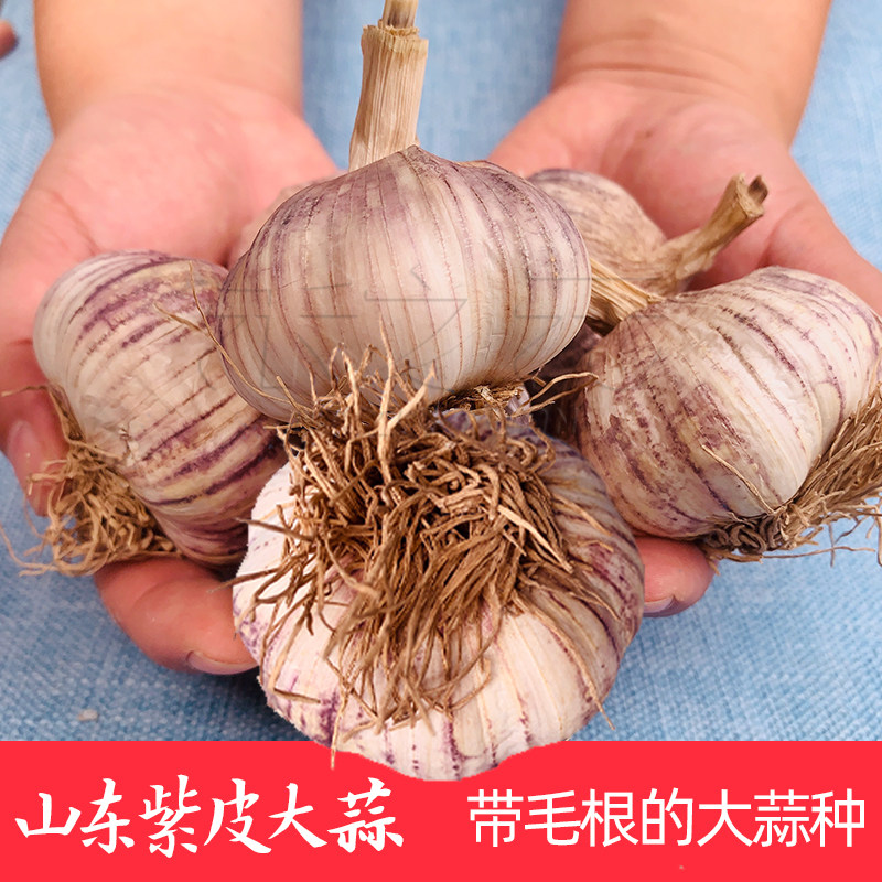 山东蒜头干种籽苗皮四季农