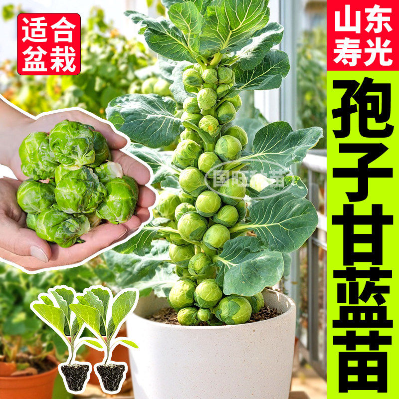 寿光孢子甘蓝苗秧四季种植